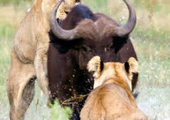 Concebido para matar: El lobo