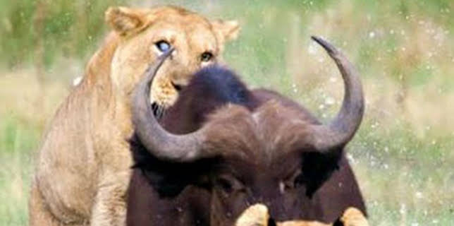 10:10: Concebido para matar: El lobo | Nat Geo Wild | 2/11 2026