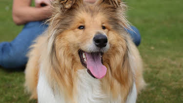 7:00 PM: The Supervet: Noel Fitzpatrick (S8 E7) (S8) | W | 4/6 2026