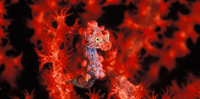 21:50: Tiere XXS | ARD Alpha | 12/23 2025