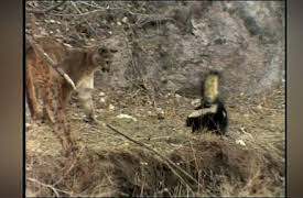 Wild America: A Tale about Tails