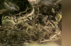 Swamp Wars Season 1: Snakes Attack Surburbia