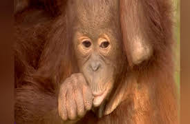 Monkey Life: Monkey Life   5