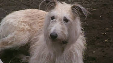 2:10 PM: All Creatures Great and Small (S6 E10) (S6) | Drama | 4/15 2026