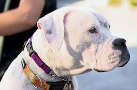 Dog Tales Rescue: Phoebes Legs