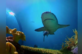 Museum Access: The John G. Shedd Aquarium