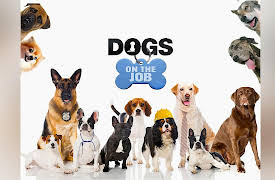 Dogs On the Job- Season 1: Wolves Become Dogs