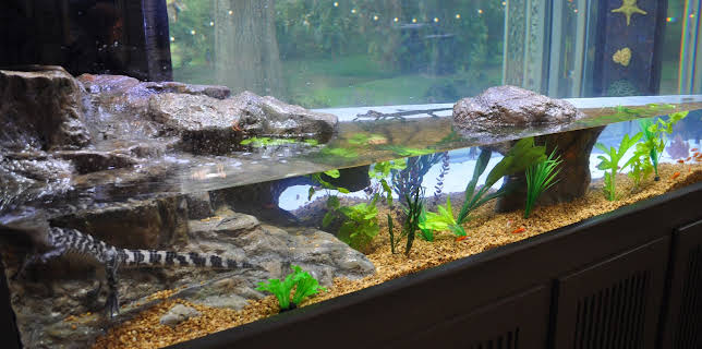 22:00: Tanked (S3 E20) (S3) | Animal Planet | 2/14 2026