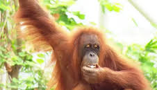 Leopard, Seebär & Co.