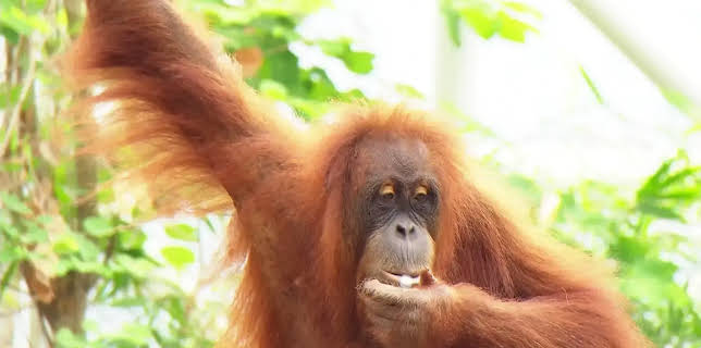 08:10: Leopard, Seebär & Co. | NDR Fernsehen | 11/26 2025