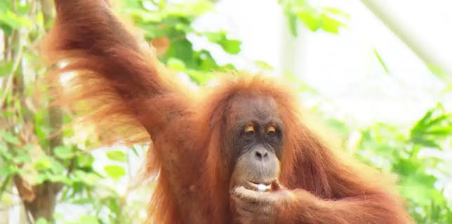 Leopard, Seebär & Co.