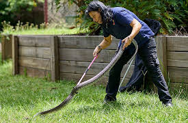 The Snake Catcher: A Fatal Mistake