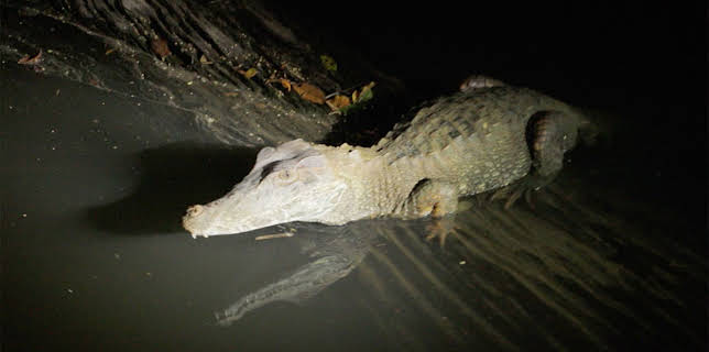 09:50: Chasing Monsters - Monsterfischen auf der Spur | Kabel Eins Doku | 1/9 2026