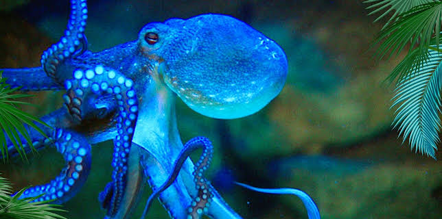 03:20: Elefant, Tiger & Co. | MDR Fernsehen | 2/12 2026