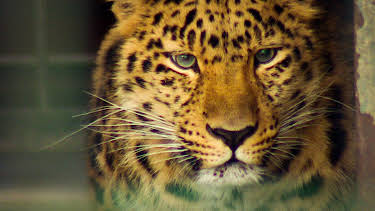 09:35: Elefant, Tiger & Co. (349) | MDR Fernsehen | 3/30 2026