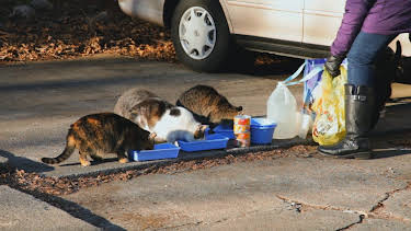 05:15: My Cat From Hell (S9 E11) (S9) | Animal Planet | 4/14 2026