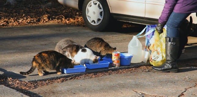 16:00: My Cat From Hell (S9 E11) (S9) | Animal Planet | 12/12 2025