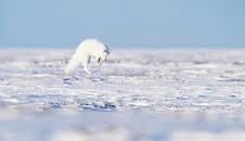 Eisige Welten II: Taiga und Tundra