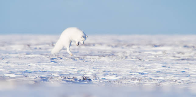 17:00: Eisige Welten II (5/6) | 3SAT | 11/27 2025