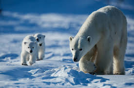 Wild Canada, Season 1: The Eternal Frontier