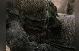 Ultimate Animal Countdown Season 1: Sex