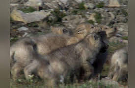 Frozen Planet Season 1: Spring, Part 2