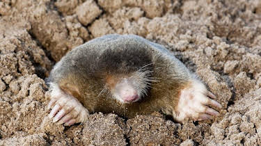 15:30: Schnittgut. Alles aus dem Garten | BR Fernsehen | 3/27 2026