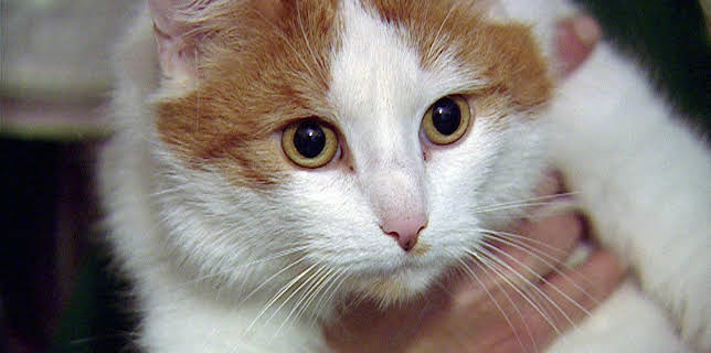 14:25: Elefant, Tiger & Co. (215) | MDR Fernsehen | 12/12 2025