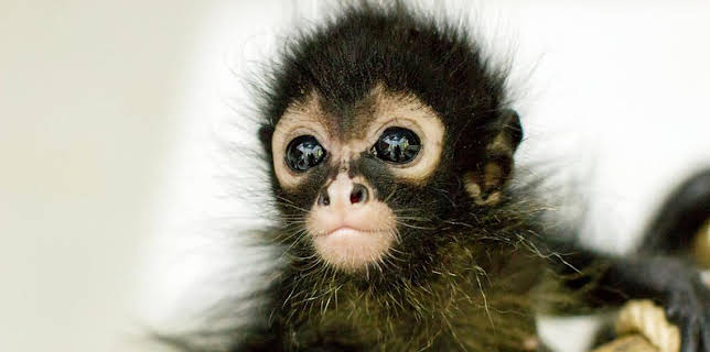 9:50 PM: Natural World | BBC Two | 1/23 2026