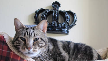 16:00: My Cat From Hell (S4 E9) (S4) | Animal Planet | 5/25 2026