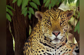 Brazil Untamed: Jaguar Den