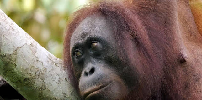 08:20: planet schule: Paradiese aus Menschenhand - Hoffnung für den Regenwald? | WDR Fernsehen | 1/19 2026