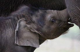 Animal Mums: Toddlers