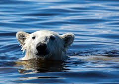 Seven Worlds, One Planet