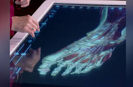 How We Move: The Gross Anatomy of Motion: Digital Cadaver Lesson: The Lower Limb