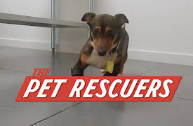 The Pet Rescuers: Bella and Homer