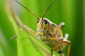 Extinct Or Alive:  Florida Black Wolf