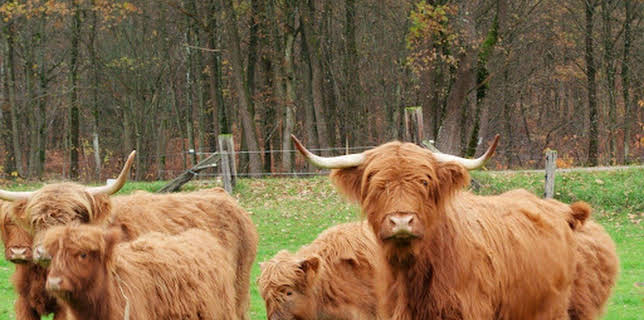 11:45: Der Pfälzerwald rund ums Jahr | SWR Fernsehen RP | 1/3 2026