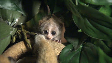 03:05: Elefant, Tiger & Co. | MDR Fernsehen | 4/30 2026