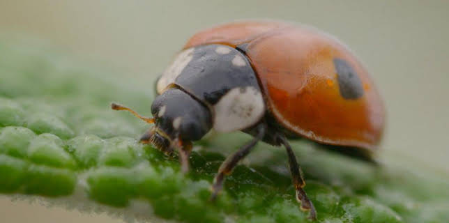 Teeny Tiny Creatures