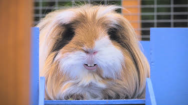 16:00: Olga da Polga: Olga får konkurranse | NRK Super | 4/13 2026