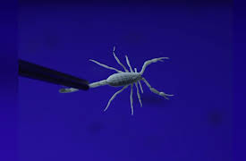 Nature's Strangest Mysteries: Solved Season 1: Scorpion Night Lights
