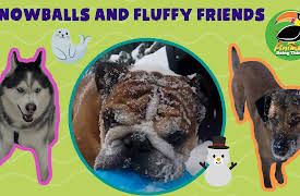 Animals Doing Things: Animals Doing Things | Snowballs and Fluffy Friends