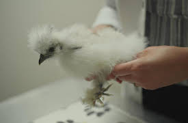 Dr. Barry, Season 1: Hearts, Hounds and Hens