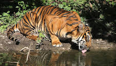 Giraffe, Erdmännchen & Co. (165)