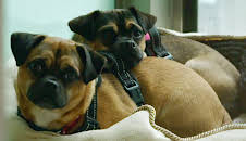 Hundehuset: Milly, Max og Lily