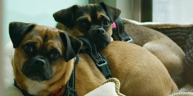 21:50: Hundehuset: Milly, Max og Lily | NRK 2 | 2/18 2026