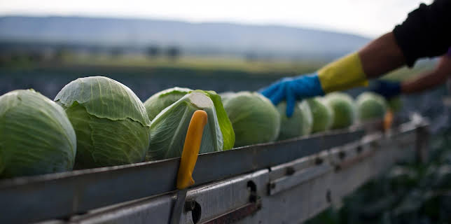 02:05: Panorama - Die Reporter | Radio Bremen | 1/29 2026