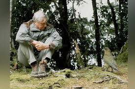 Life of Birds: Meat-Eaters