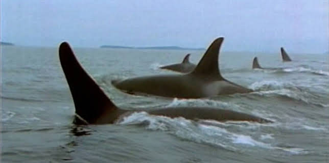 Lolita: Slave to Entertainment (2003)